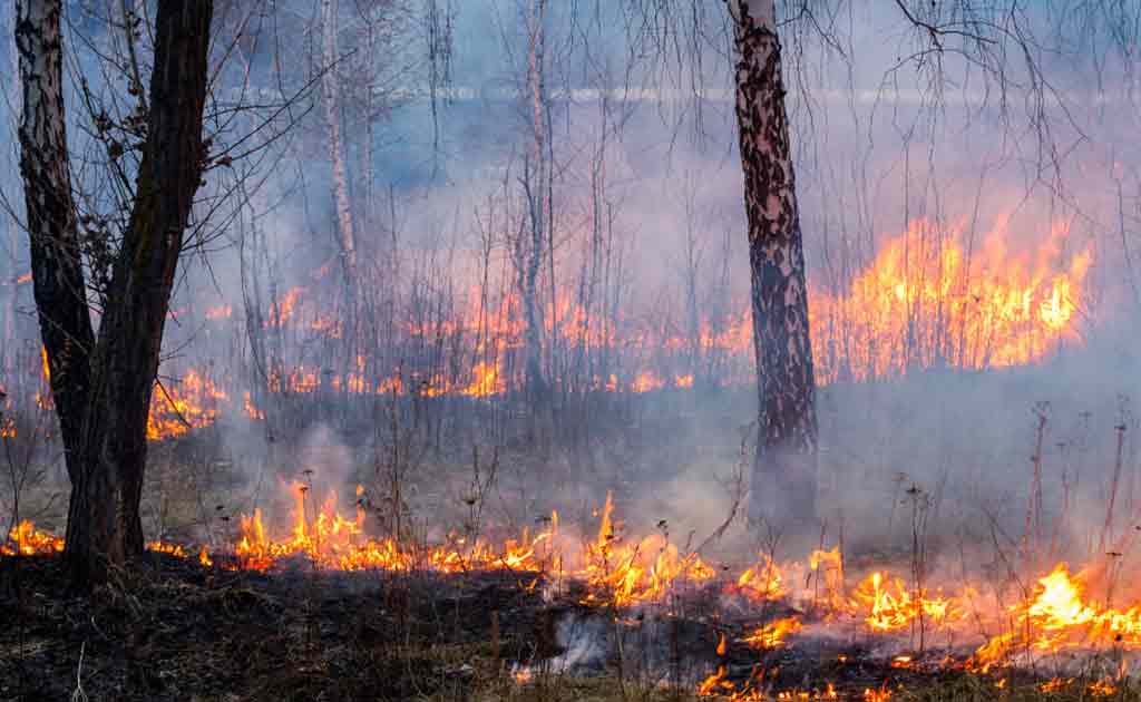 How To Keep Your Home Safe From California Wildfires