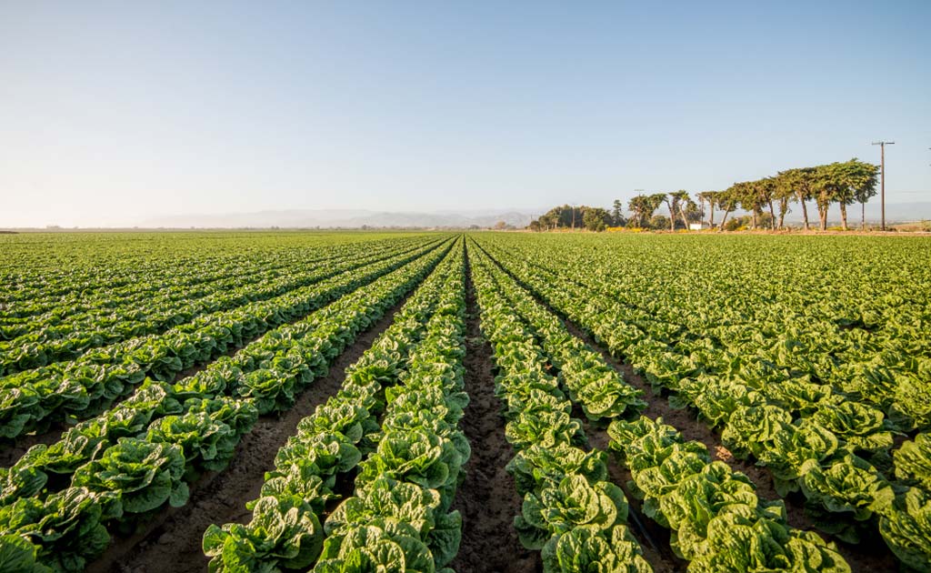 4 California Organic Farms You Need to Visit