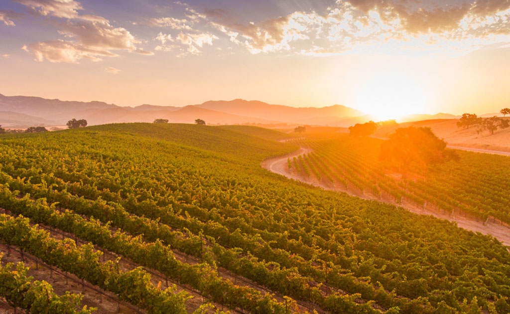 Visit These Amazing California Vineyards for Your Next Road Trip